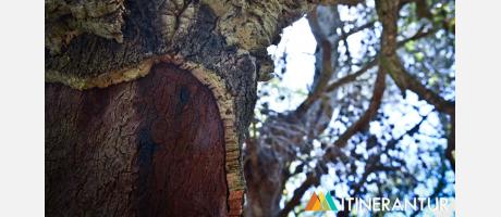 Sierra de Espadán con Itinerantur