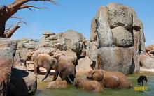 Bioparc Valencia, un espace exclusif pour les animaux