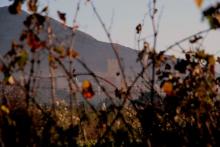 Bodegas Las Virtudes, tradición y pasión vinícola