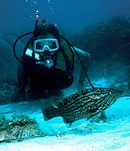 Scuba Diving Benidorm