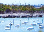 Naturpark Salinas de Santa Pola