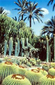 Garten Des “Cura” ( in der Gesamtheit des Palmengarden eingeschloßen)
