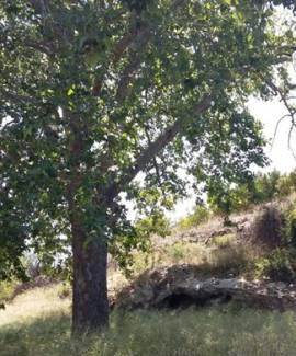 La Font Blanca
