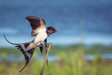 Birdwatching en el PN del Hondo en Elche (Alicante)
