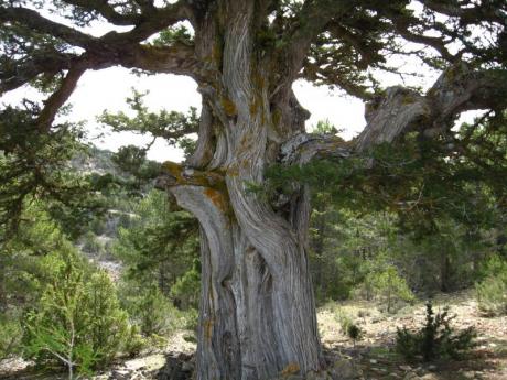 La forêt centenaire de Las Blancas, un paradis parfait pour la déconnexion