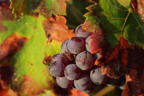 Discover the Landscape: A walk among Vineyards in Xaló