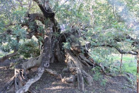 Ruta Árboles Singulares por L’Alfàs del Pi