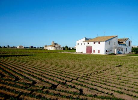 La chufa y otros superalimentos cultivados en L'Horta valenciana