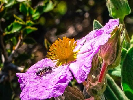 Flores de la Comunitat Valenciana: rutas y parajes donde encontrarlas